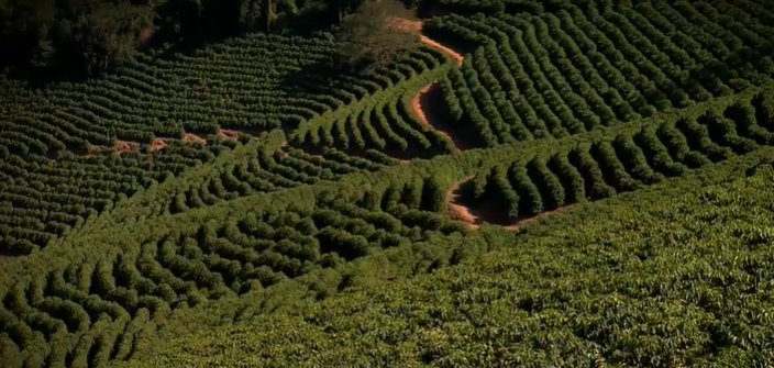 “Mineiridades” desvenda as origens do tradicional cafézinho mineiro