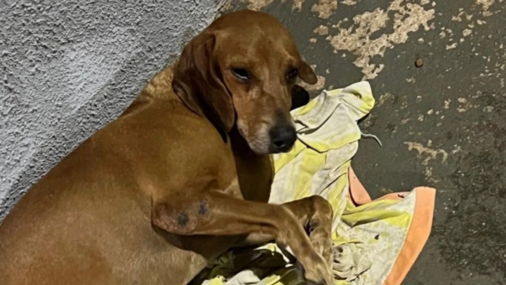 Domingo Espetacular mostra o caso do cachorro Johnny, atacado enquanto dormia na calçada